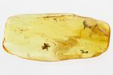 Detailed Fossil Spider and Winged Scale Insect in Baltic Amber #300690-1